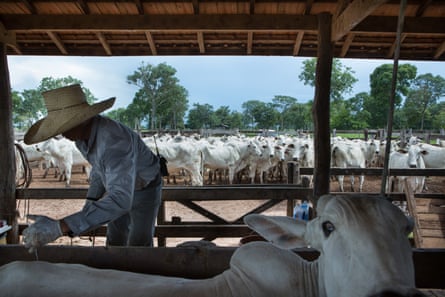 The cowboy applies hormones in the cows to stop the process of ovulation