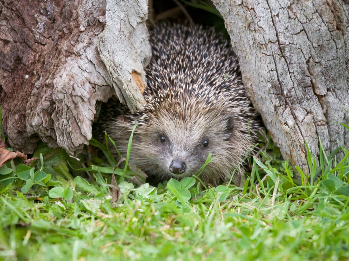 Apocalypse hedgehog: the fight to save Britain's favourite mammal | Wildlife | The Guardian