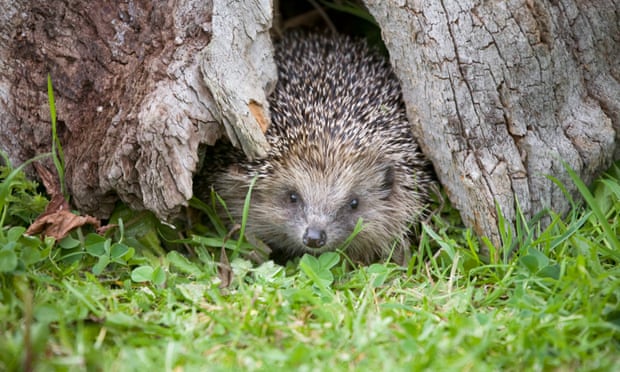Modern life can be lethally dangerous for the hedgehog ... 
