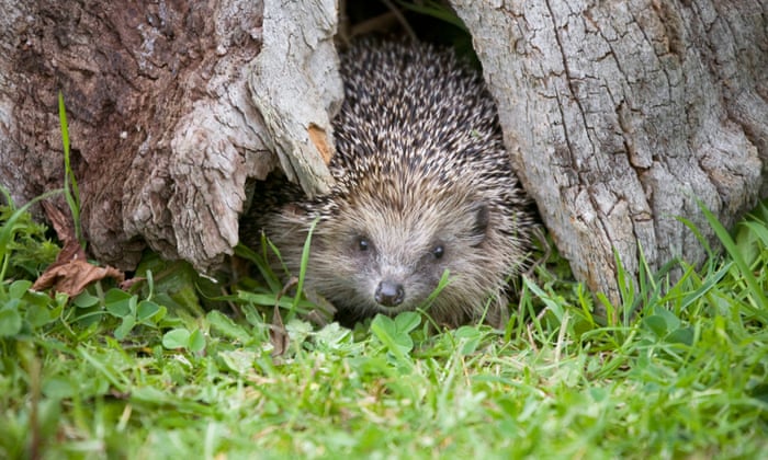Apocalypse Hedgehog The Fight To Save Britains Favourite -