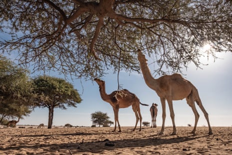 Camels graze on the leaves of acacia trees near the town of Mao in Chad’s Kanem province.