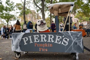 A dog dressed as a pumpkin pie vendor.