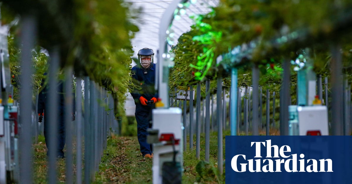 Revealed: Indonesian workers on UK farm ‘at risk of debt bondage’