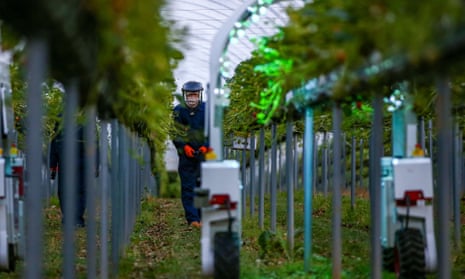 Man and robot working on strawberry plants
