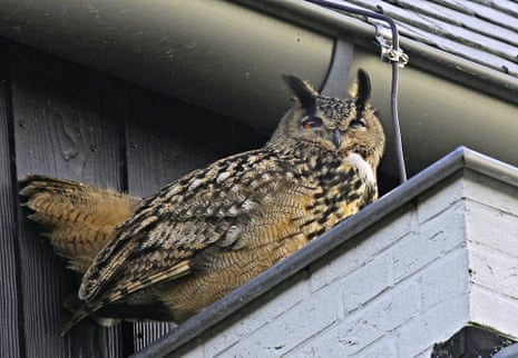 An eagle owl sits under the eaves of a building in Purmerend, Netherlands.