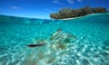 Stingray at Heron Island Great Barrier Reef