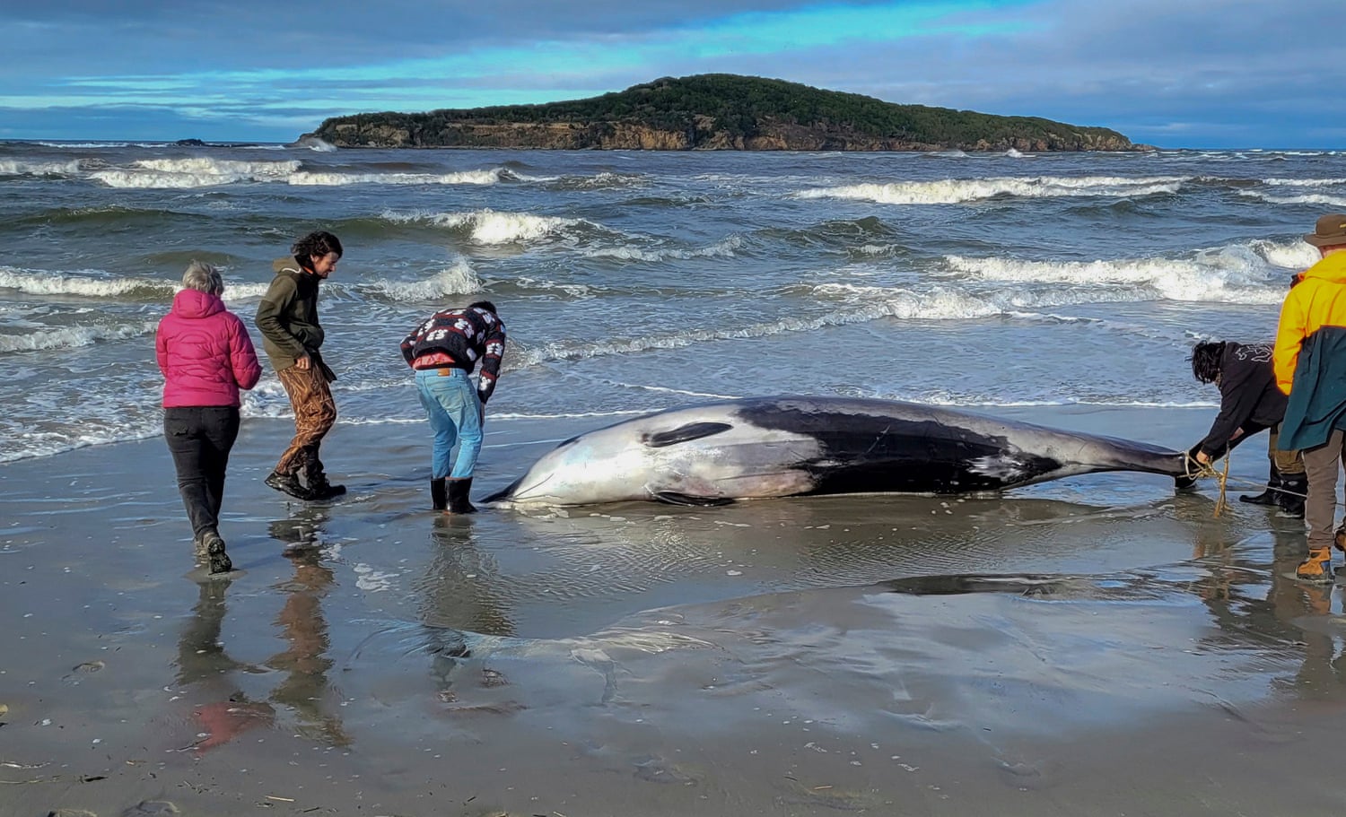 Dissecting the world’s rarest whale – in pictures Dissecting the world’s rarest whale – in pictures