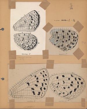 Nabokov’s maculation, or wing pattern, comparative