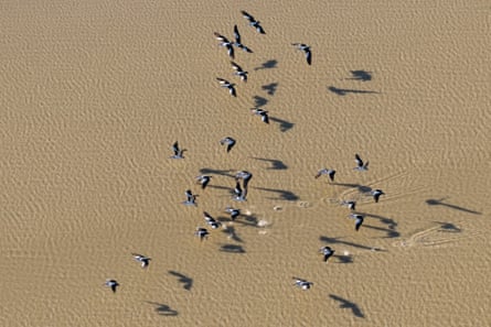 A flock of pelicans in flight over Kati Thanda