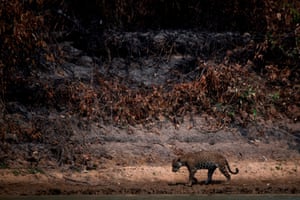 An injured adult male jaguar walks along the riverbank at the Encontros das Aguas park