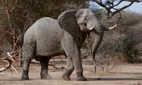 African elephant in Sango.