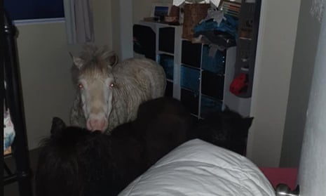 One family in Auckland, New Zealand was forced to keep their horses in the house after unexpected heavy rain caused flash floods.