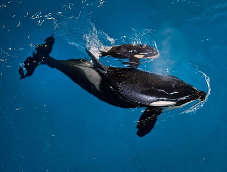 adult orca swims with baby orca in blue pool, in an image viewed from above