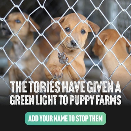 Labour’s petition poster accusing the government of allowing illegal puppy farming.