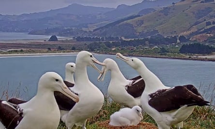 New arrival: adults stand arund a new chick as seen on the Royal Albatross Cam.