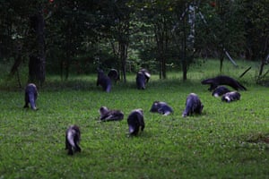 Cingapura Um bando de lontras de pelagem lisa no parque natural Gardens by the Bay