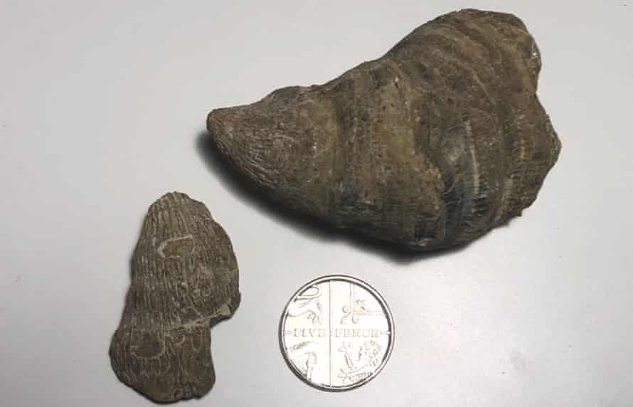 horn coral fossils