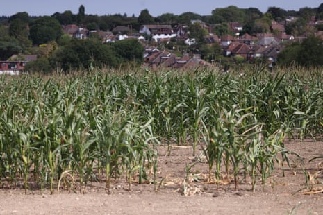 Sweetcorn stalks grow up out of dry ground, while houses can be seen in the background.