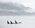 Orcas could be casualty in Carney’s push for pipeline, environmental groups fear