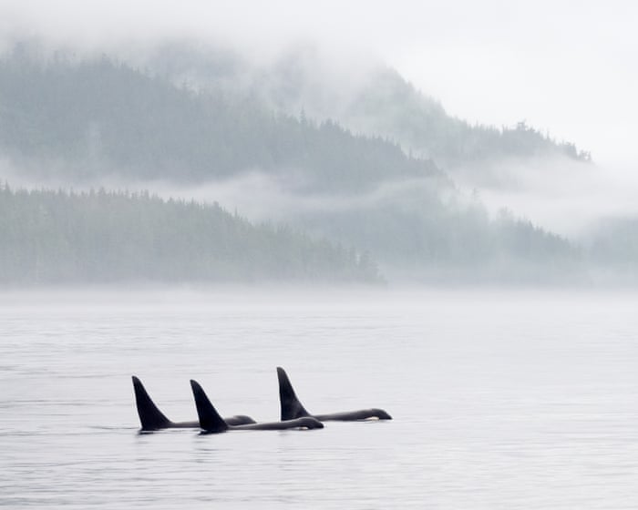 Orcas could be casualty in Carney’s push for pipeline, environmental groups fear