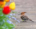 Country diary 1926: There was a hoopoe on the lawn