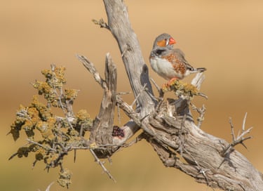 A finch sits on a branch