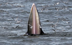 A Bryde's whale and seagulls feast on anchovies in the Gulf of Thailand.