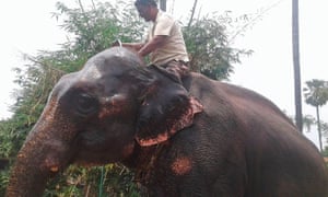 Akhtar Imam, pictured with one of his elephants