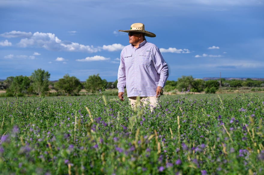 Ernest Benally, in one of his alfalfa fields, along the Fruitland canal. ‘The spill, it never should have happened,’ he said.