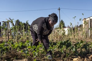 Nompilo Khumalo, one of the beneficiaries of the Ubuntu Project, maintains her food garden