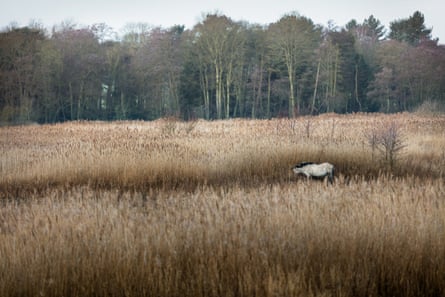 A white horse with a black mane nibbles at some plants on the Somerleyton estate
