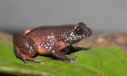 Astrobatrachus kurichiyana , the starry dwarf frog discovered in 2019.