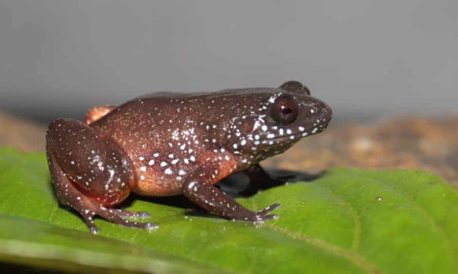 Astrobatrachus kurichiyana , the starry dwarf frog discovered in 2019.