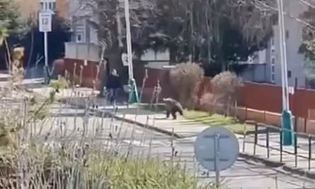 A bear running along a pavement past residential buildings
