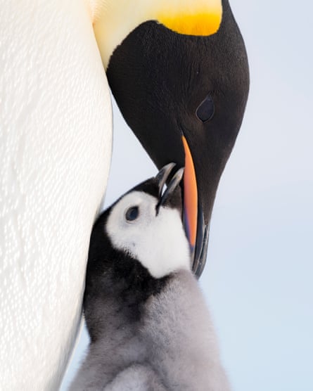 An emperor penguin feeding its chick in Antarctica.