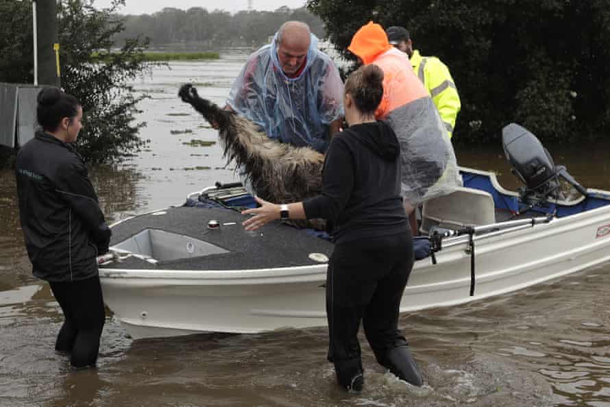 Paul Zammit, second from left, lifts his pet Gookie emu out of a boat after rescuing her from the floodwaters.
