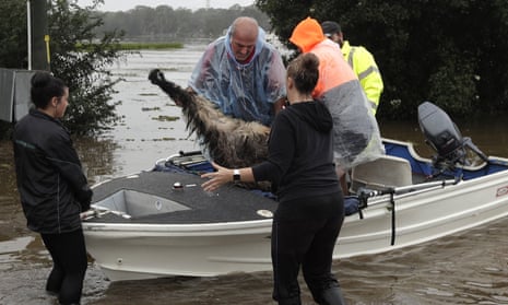Paul Zammit, second from left, lifts his pet emu, Gookie, out of a boat after rescuing her from floodwater in Windsor, north-west of Sydney, NSW 23 March 2021.