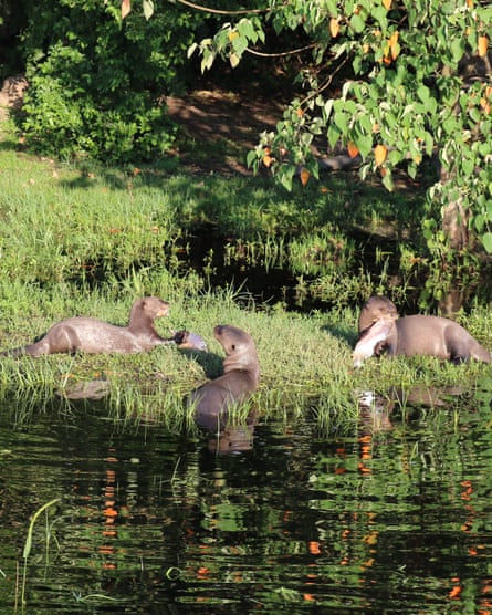 Giant otters in a group