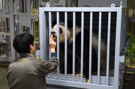 A zoo worker passes a piece of food through the bars of a cage to Lei Lei