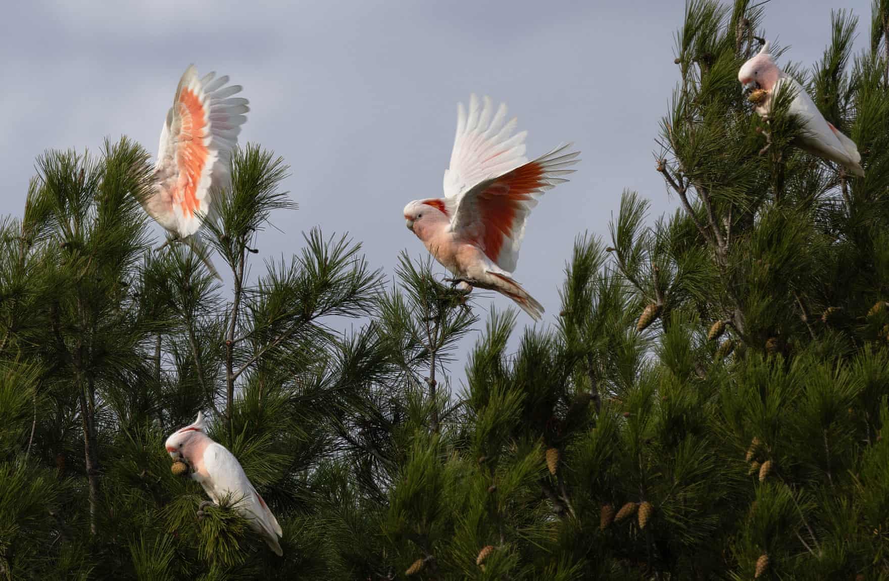 Pink cockatoos feed on Aleppo pines