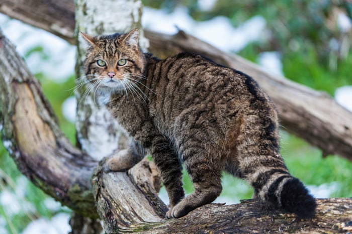 The world's most unloved, underappreciated wildlife – in pictures | Environment | The Guardian The world's most unloved, underappreciated wildlife – in pictures | Environment | The Guardian