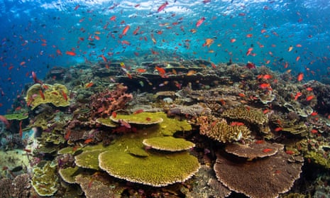 A coral reef at the Batu Bolong dive site in Komodo national park, Indonesia