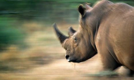 What drives the demand for rhino horns? | Conservation | The Guardian What drives the demand for rhino horns? | Conservation | The Guardian