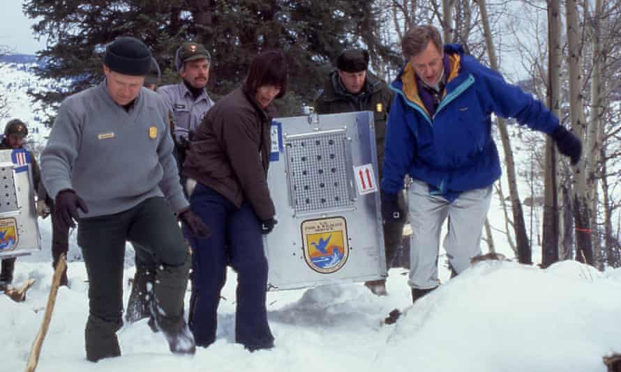 The first wolf arrives in Yellowstone at the Crystal Bench pen on 12 January 1995.
