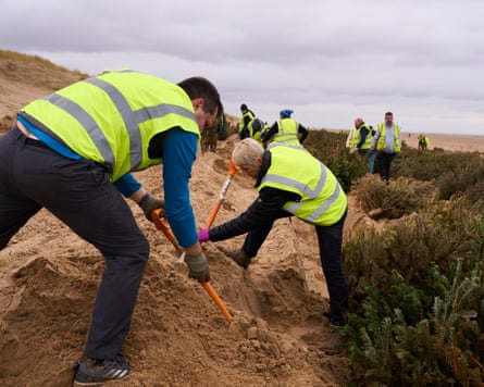 Volunteers bury Christmas trees along a beach