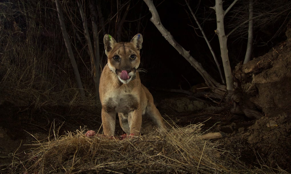 The mountain lion P-35 in the Santa Susana mountains in 2015.