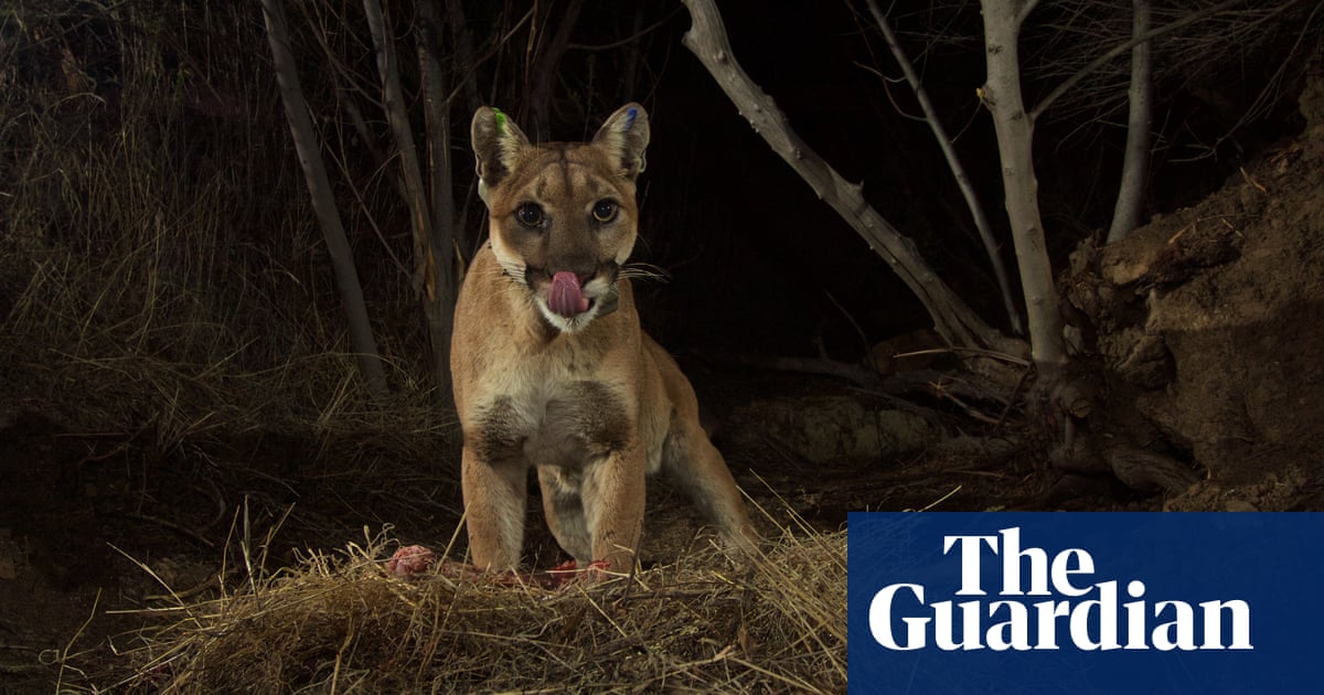 'I couldn't prise its jaws open': the woman who fought a mountain lion to save her dog