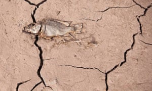 A dead fish lies on cracked earth in La Sorrueda reservoir in Gran Canaria, Spain.