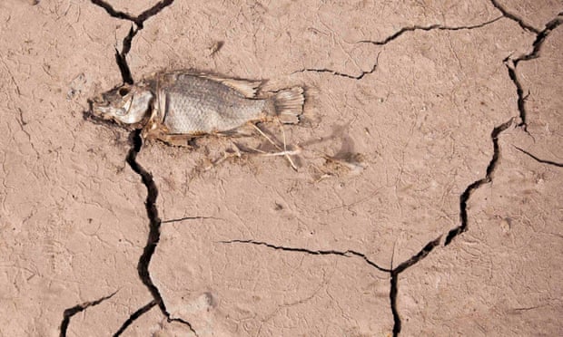 A dead fish lies on cracked earth in La Sorrueda reservoir in Gran Canaria, Spain.
