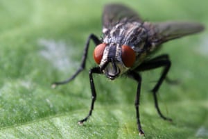 A close-up view of a housefly (Musca domestica) on a leaf in Toronto, Ontario, Canada